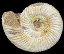 Perisphinctes Ammonite - Jurassic #54223-1